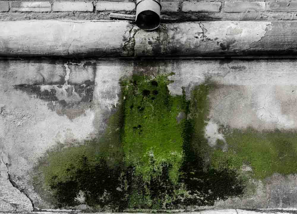 mold in walls and near pipes mold in walls and near pipes