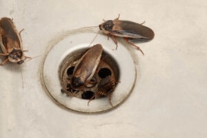 roaches around a sink drain